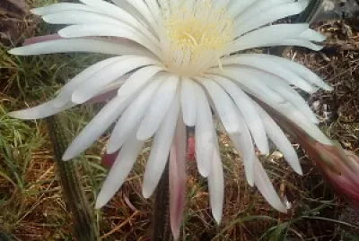 flor de cactus