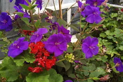 פאזל של muñequita y geranio