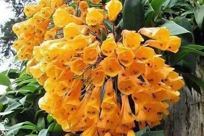 פאזל של 花漾