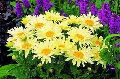 פאזל של 花漾