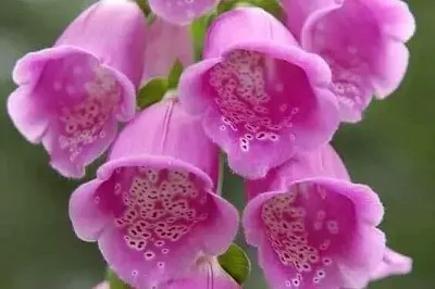 פאזל של 花漾