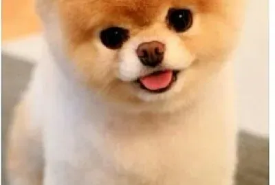 פאזל של Bonito y lindo.