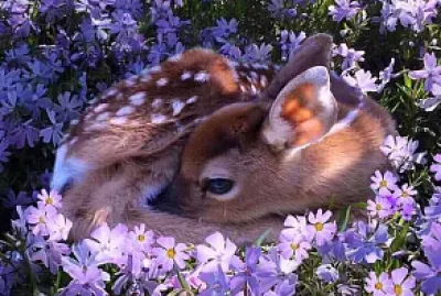 Fawn among flowers