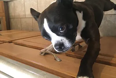 Sweet Miss K jigsaw puzzle