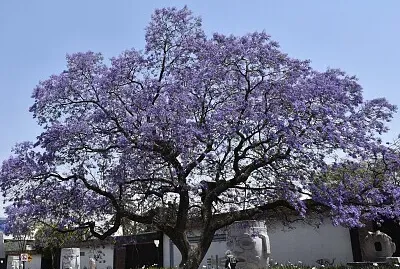 Jacaranda en Chapultepec