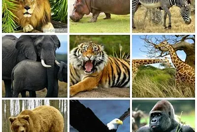 פאזל של animales