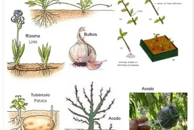 פאזל של Reproducción