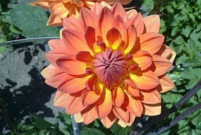Foto jigsaw puzzle
