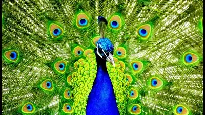Tres beau paon
