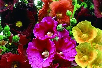 花漾