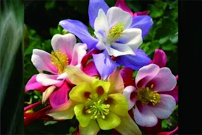 פאזל של 花漾