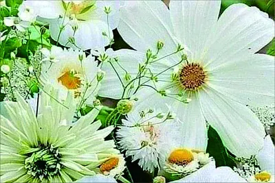 פאזל של 花漾