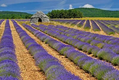 Champ  de lavande jigsaw puzzle