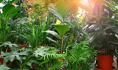 Foto jigsaw puzzle