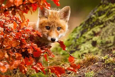 petit renard jigsaw puzzle