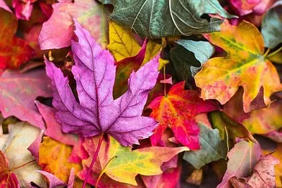 Foto jigsaw puzzle
