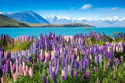 Lupine in New Zealand