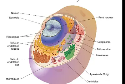 Sisteme respiratorio