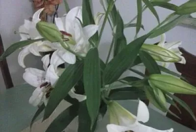 Generales jigsaw puzzle