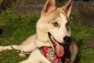 Generales jigsaw puzzle