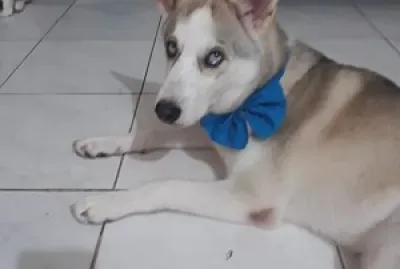 Generales jigsaw puzzle