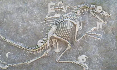 Fosil jigsaw puzzle