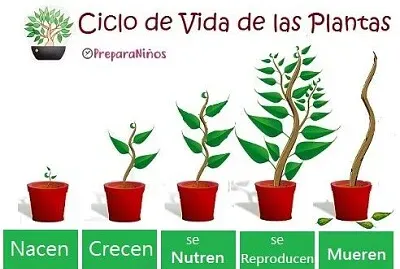 ciclo de vida plantas jigsaw puzzle