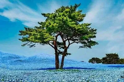 風景(上)