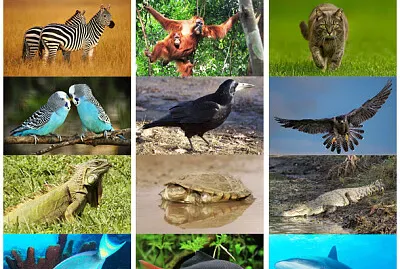 animales herbivoros carnivoros y omnivoross