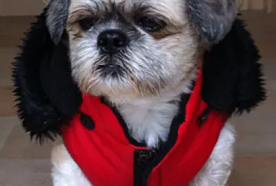 A Good Buddy jigsaw puzzle