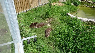 Bois du Petit-Chateau CdF