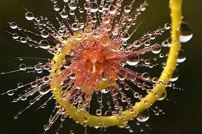 露水滴 jigsaw puzzle