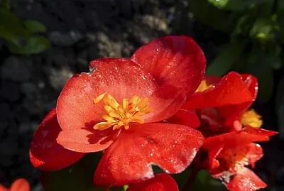 Foto jigsaw puzzle