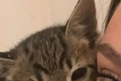 gatinho