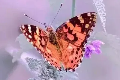 昆蟲