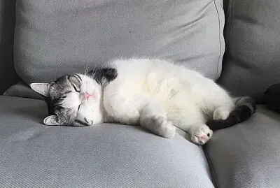 Gato durmiendo