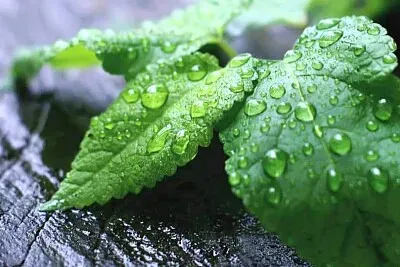 葉上水珠