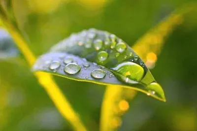 葉上水珠 jigsaw puzzle