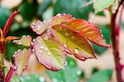 葉上水珠 jigsaw puzzle