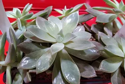 A succulent
