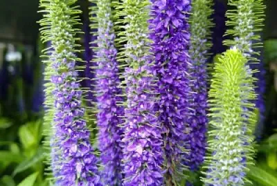 Lavender jigsaw puzzle