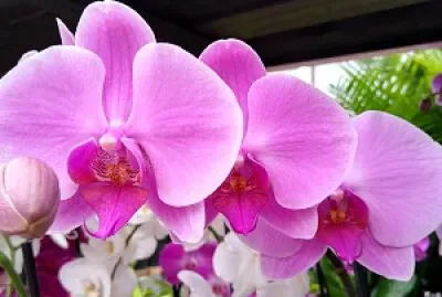 All in a row jigsaw puzzle