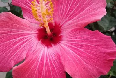 Such detail jigsaw puzzle