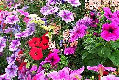 Mainly Petunias