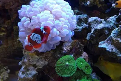Clown fish and friends