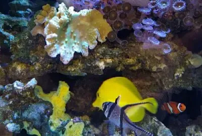 Aquarium at the doctor 's office