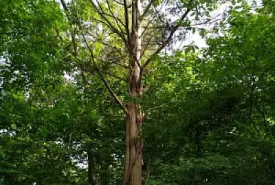 Vines on a tree jigsaw puzzle