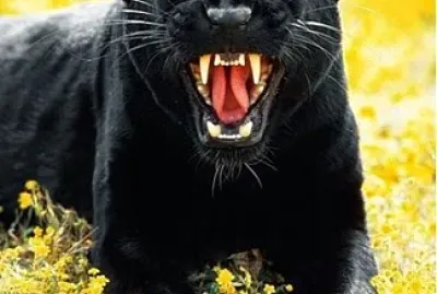 Black Panther