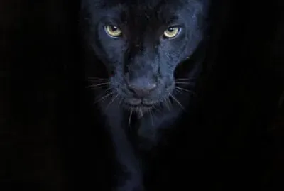Black Panther
