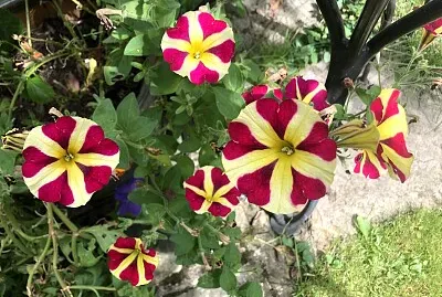Striped Petunias